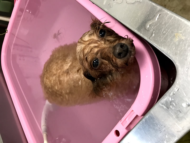 �Y�_��ɓ��������